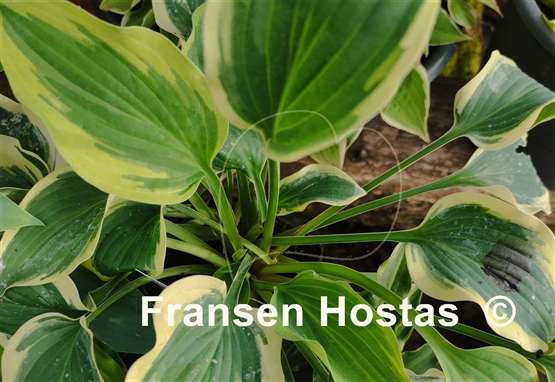 Hosta Pacific Sunset